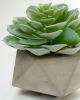 Flower Искусственное растение Echeveria glauca в цементном горшке - 15
