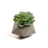 Flower Искусственное растение Echeveria glauca в цементном горшке - 4