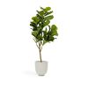 Flower Искусственное растение листовой скрипки 145см - 5
