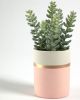 Flower Искусственное растение Sedum lucidum в розовом керамическом горшке - 7