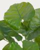 Искусственное растение Alocasia пахучая с черным горшком 57 см - 6
