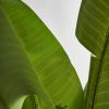 Искусственное растение BANANERA 29116 - 4