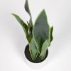 Искусственное растение Sansevieria с белым горшком 55 см - 10
