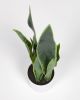 Искусственное растение Sansevieria с белым горшком 55 см - 12
