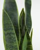Искусственное растение Sansevieria с белым горшком 55 см - 13