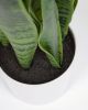 Искусственное растение Sansevieria с белым горшком 55 см - 14