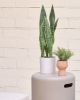 Искусственное растение Sansevieria с белым горшком 55 см - 9