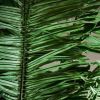 Пальма PALMERA - 2