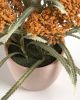 Полевой цветок в керамическом горшке Flower - 5