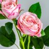 Цветок розы ROSAL в розовом цвете - 3